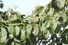 Nothapodytes nimmoniana